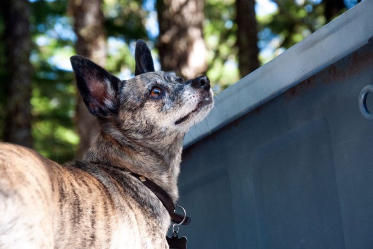 Small Chihuahua mix dog looks up