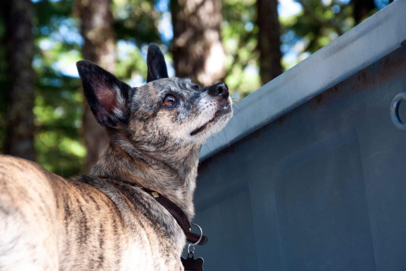 Small Chihuahua mix dog looks up