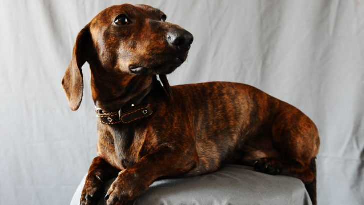 Brindle Dachshund: Everything About The Breed And Its Colors