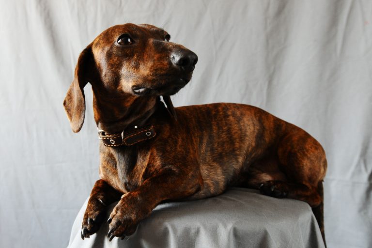 brown brindle dachshund portrait