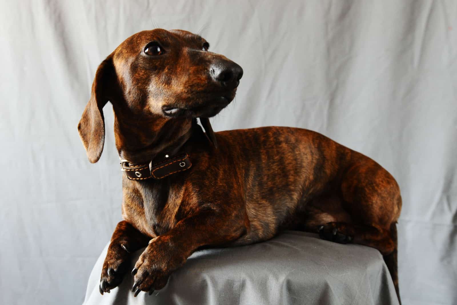 Brindle Dachshund: Everything About The Breed And Its Colors