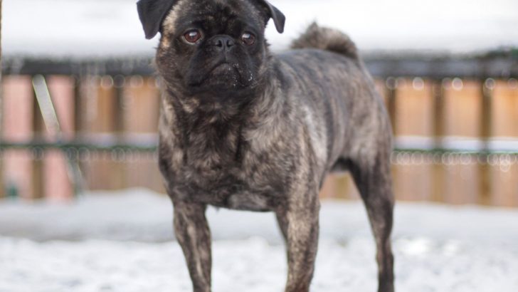 Brindle Pug – Why (Not) To Have One?