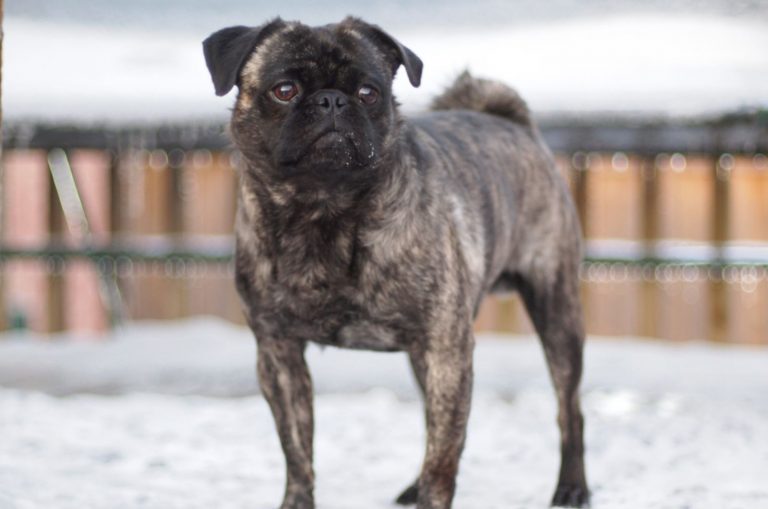 brindle pug standing on the snow