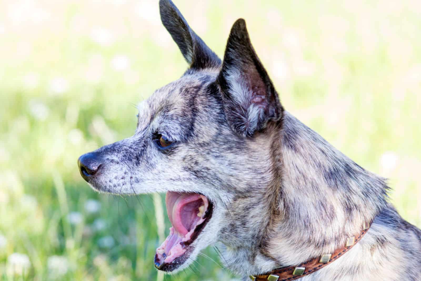 Brindle dog yawns mightily
