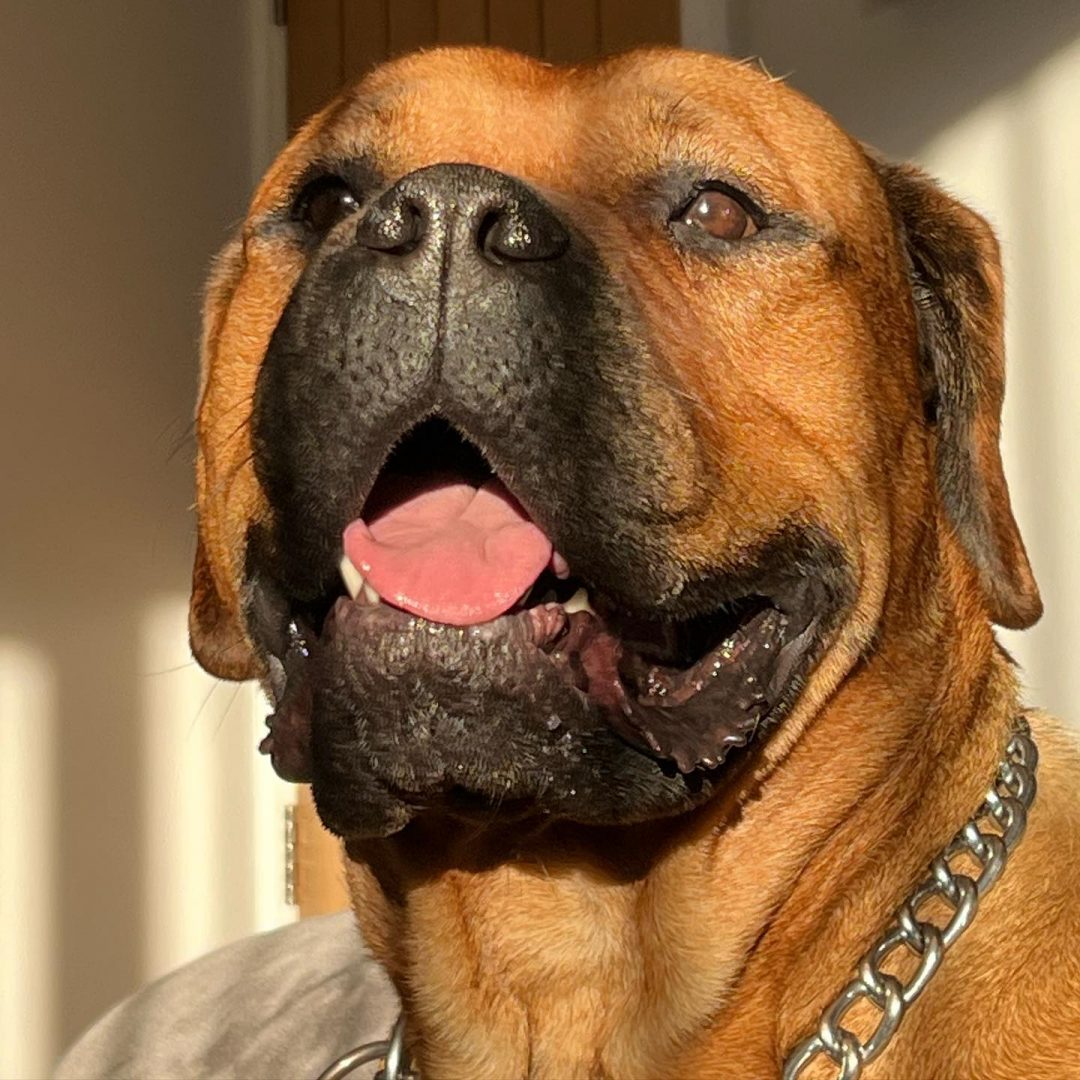 Bullmastiff Rottweiler Pitbull Mix