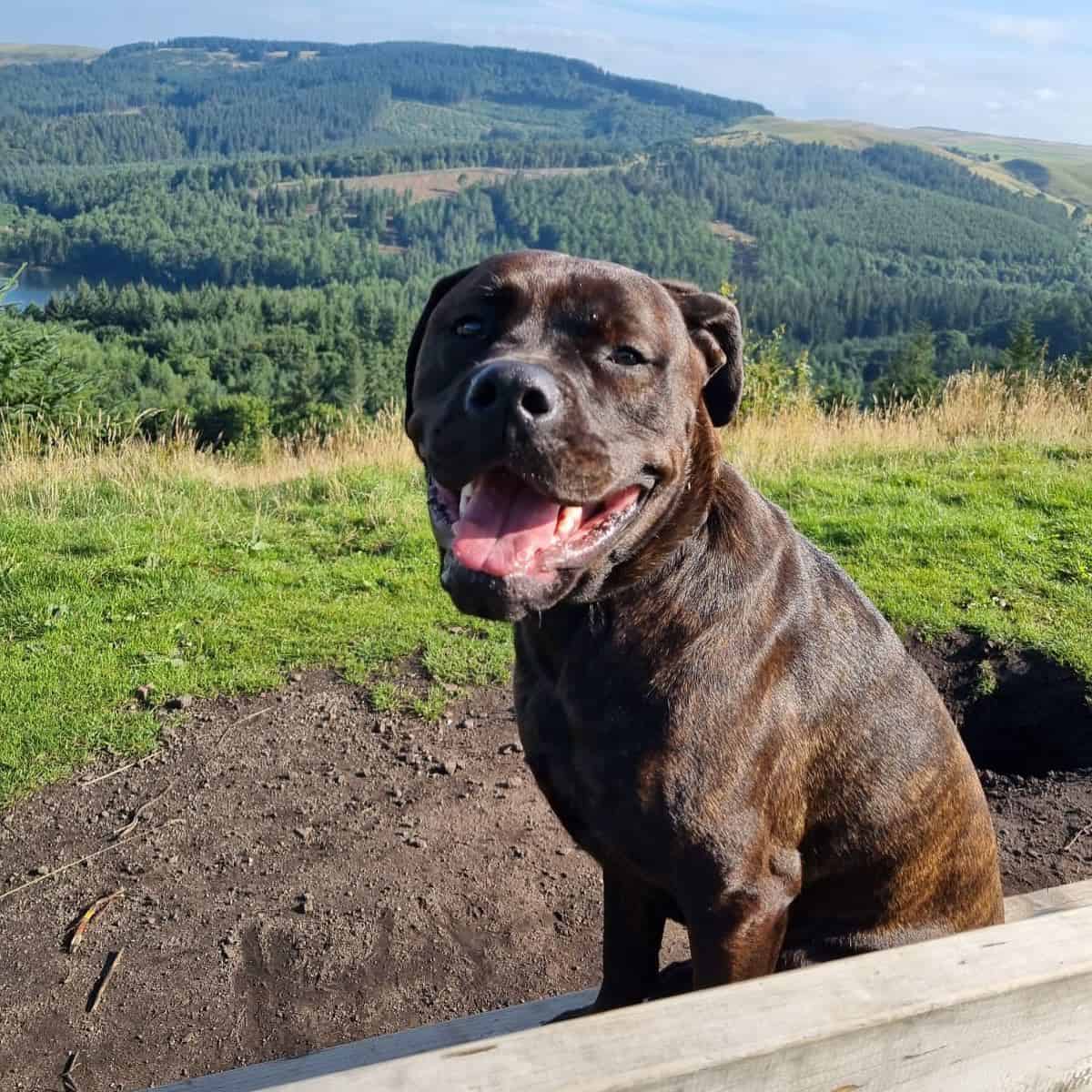 Bull Mastweiler sitting on the bench