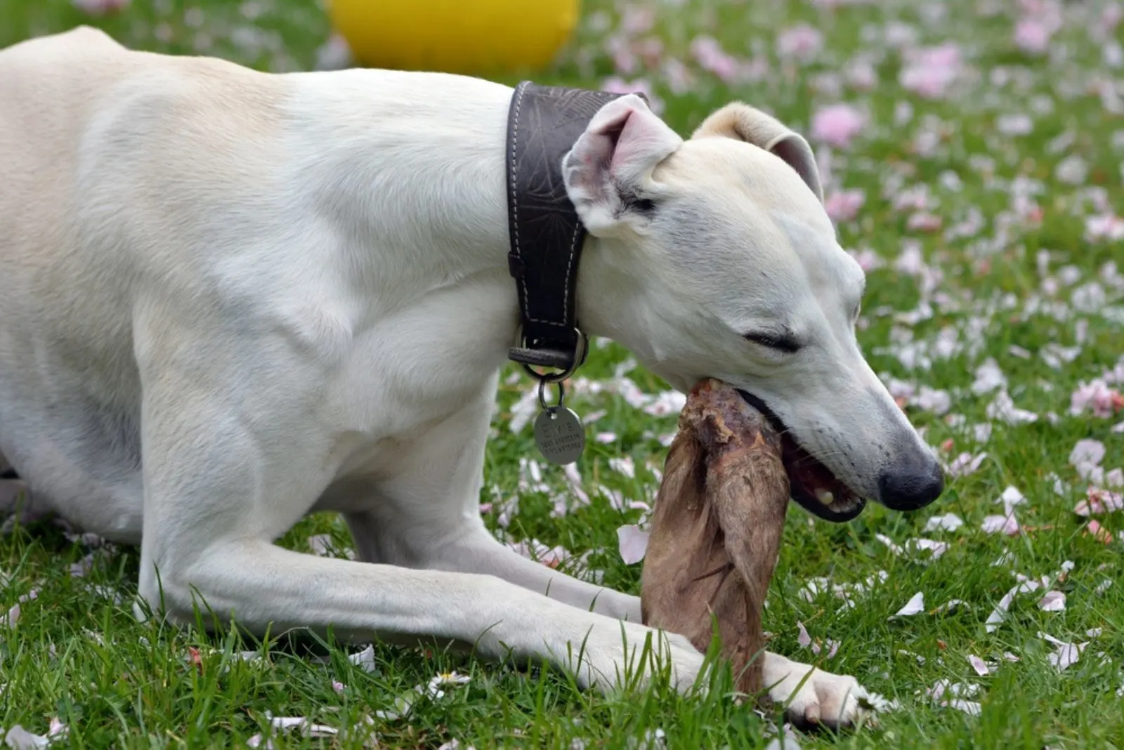 Bully Whippet eating a piece of meat