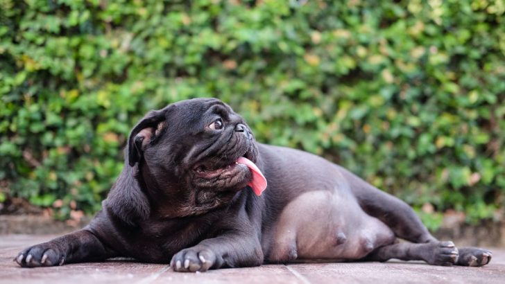 Can A Dog Get Pregnant When Not In Heat? Breeding 101