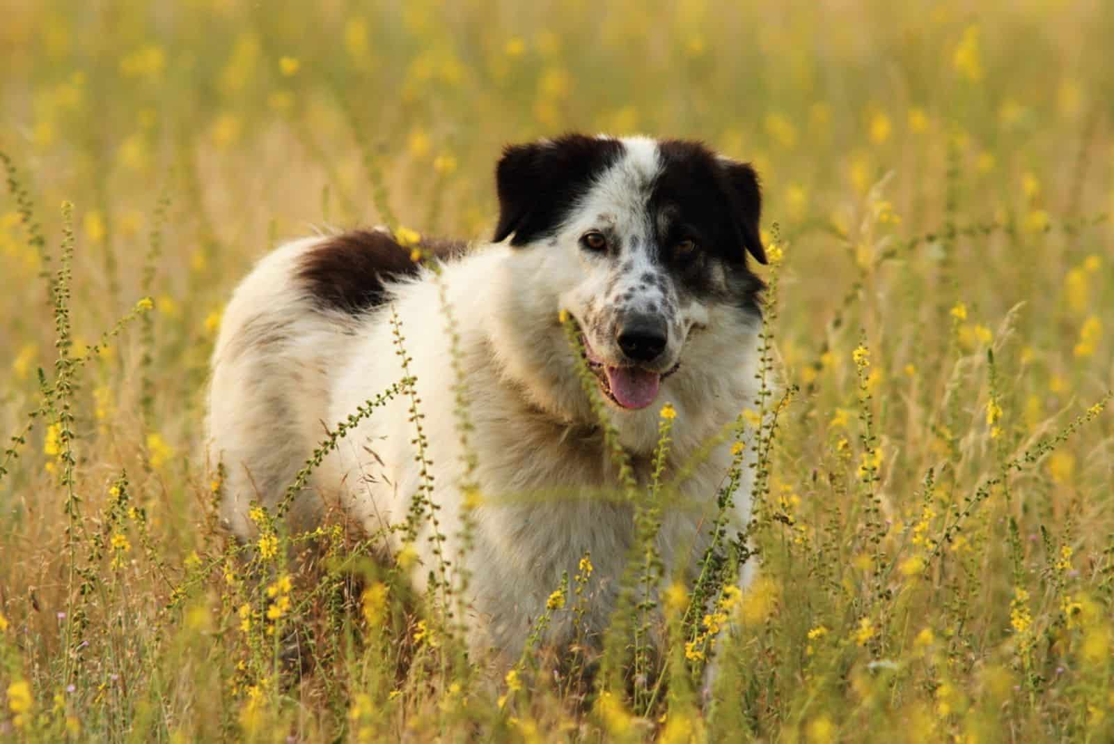 Carpathian Shepherd in the field