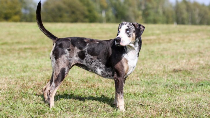 Catahoula Growth Chart: The Ultimate Guide