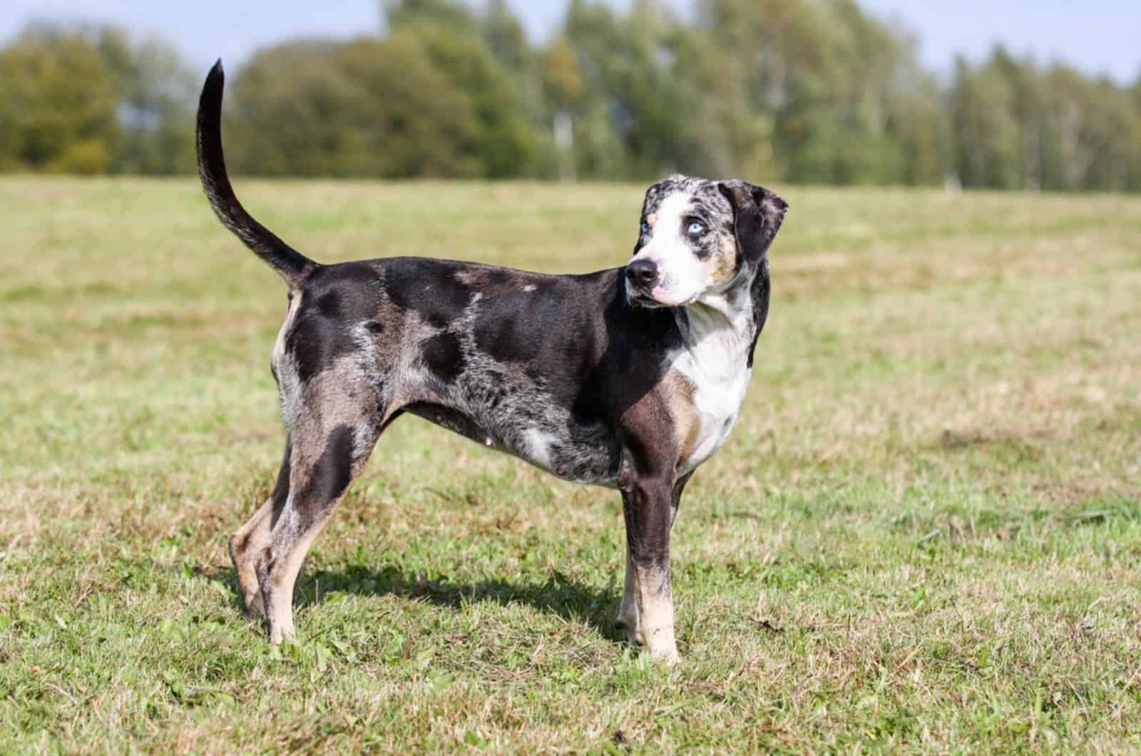 catahoula leopard dog