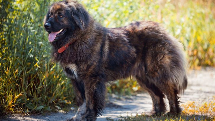 Caucasian Shepherd Growth Chart — Big And Bold Russian Bear Dogs