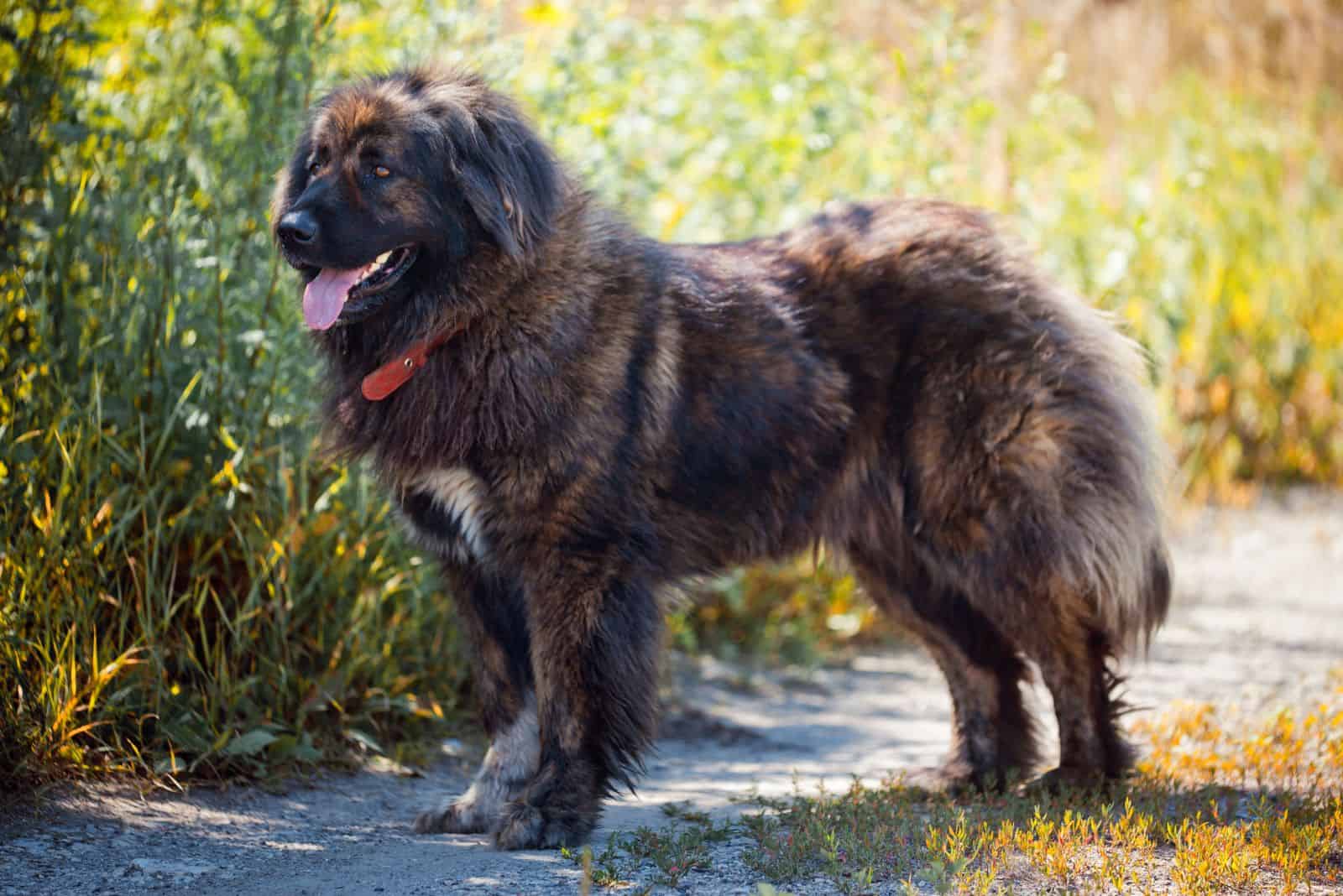 Caucasian Shepherd standing in a field