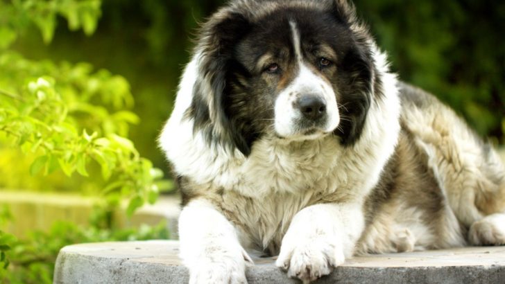 Caucasian Shepherd Price – How Expensive Is The Ovcharka?