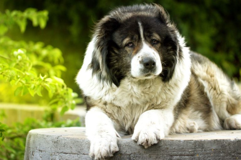 caucasian shepherd lying in the yard