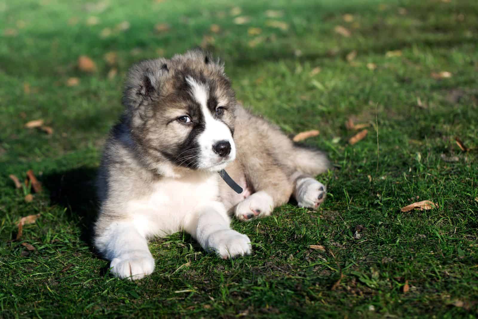 Caucasian Shepherd puppy lies on the grass