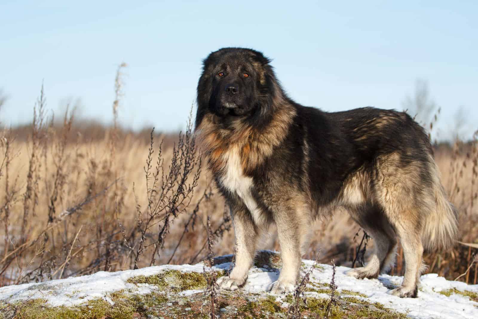 Caucasian Shepherd standing on a mountain