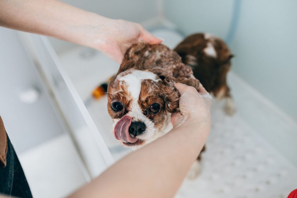 Is Cavalier King Charles Spaniel Shedding That Bad?