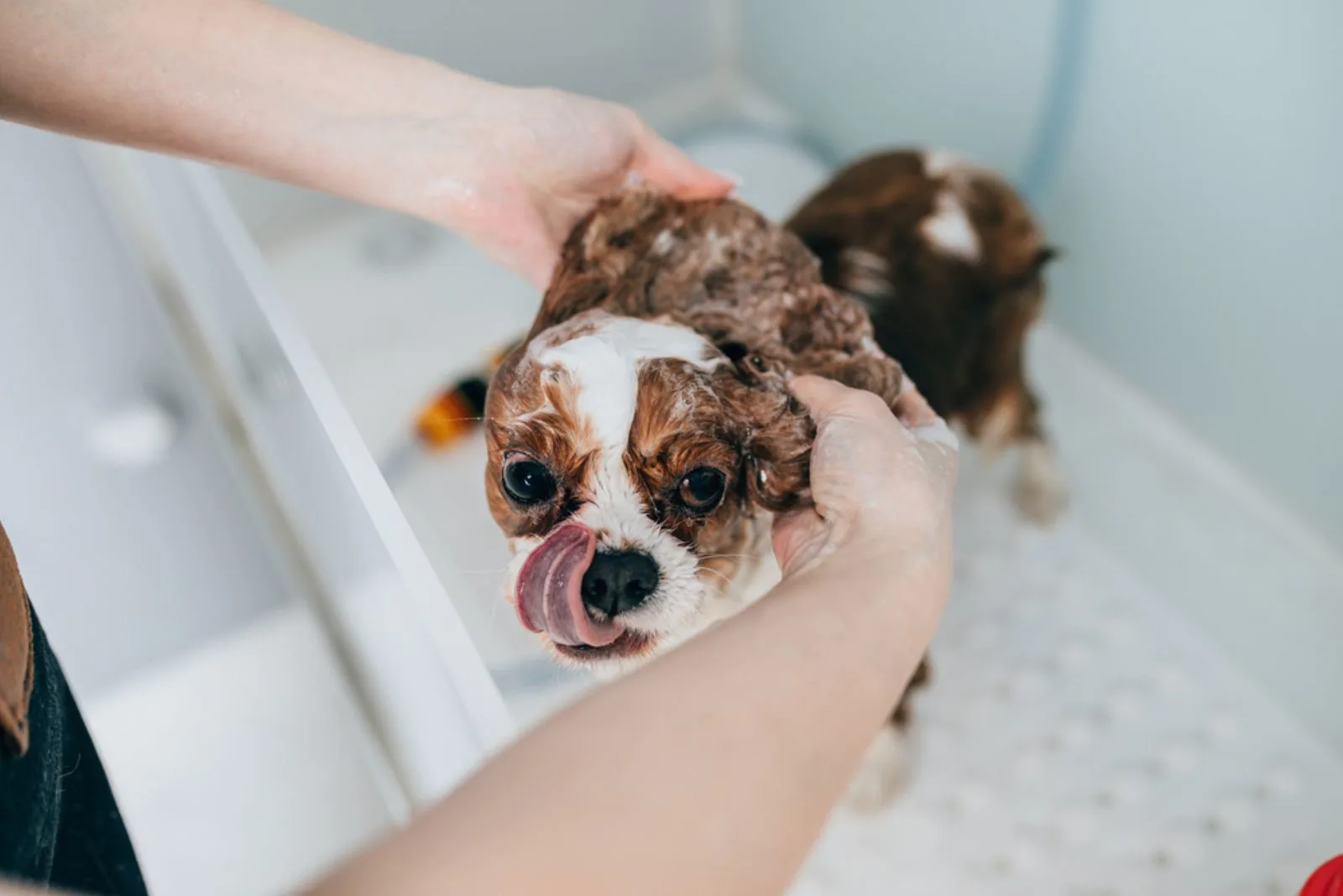 Cavalier King Charles Spaniel at grooming salon having bath