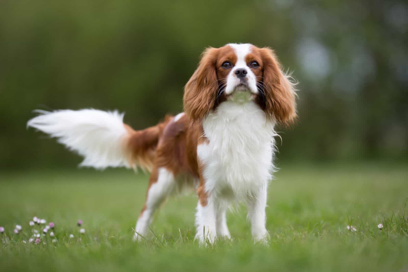 Cavalier King Charles Spaniel dog without leash outdoors in the nature