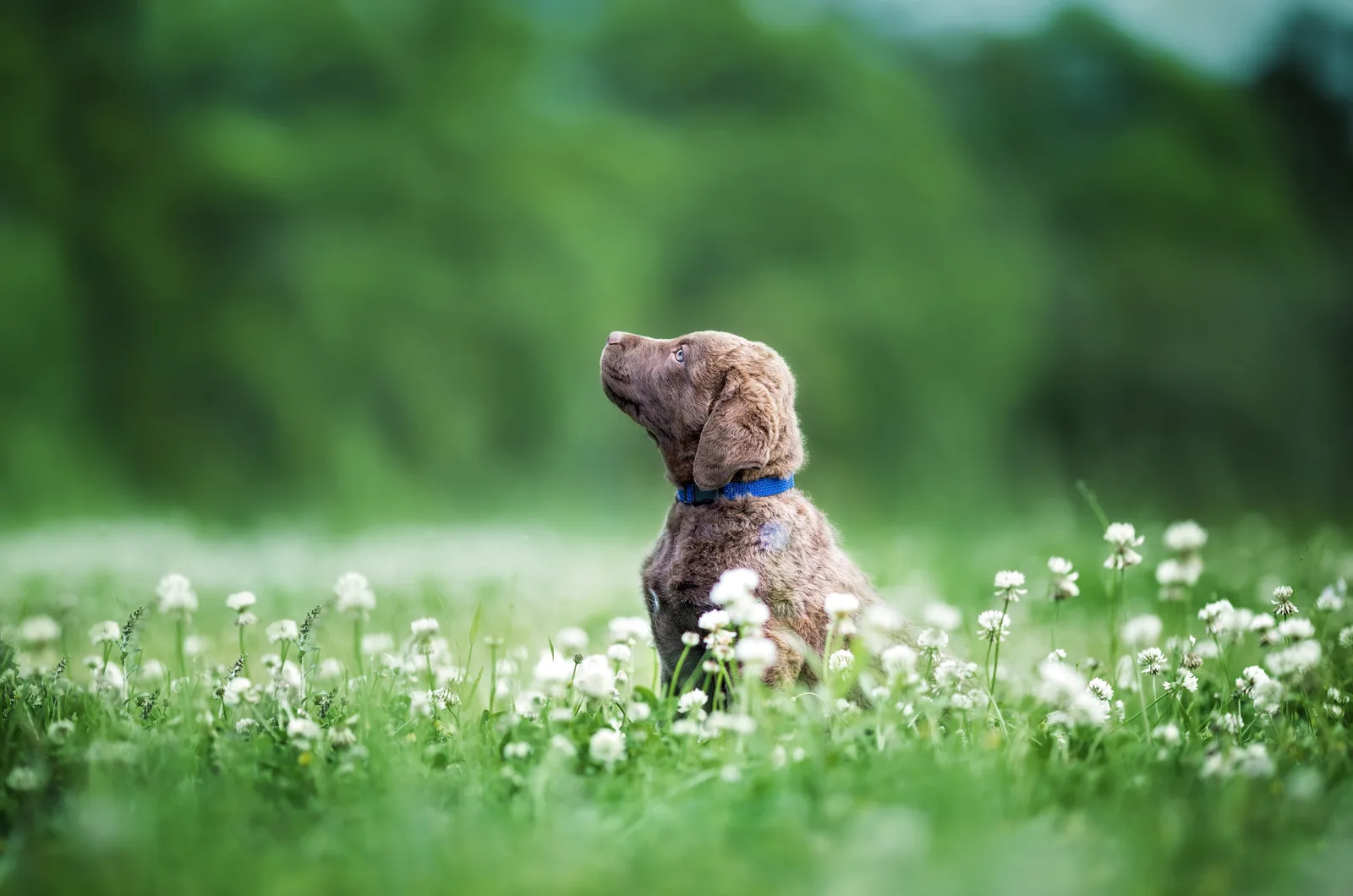 Chesapeake Bay Retriever puppy in a clover field