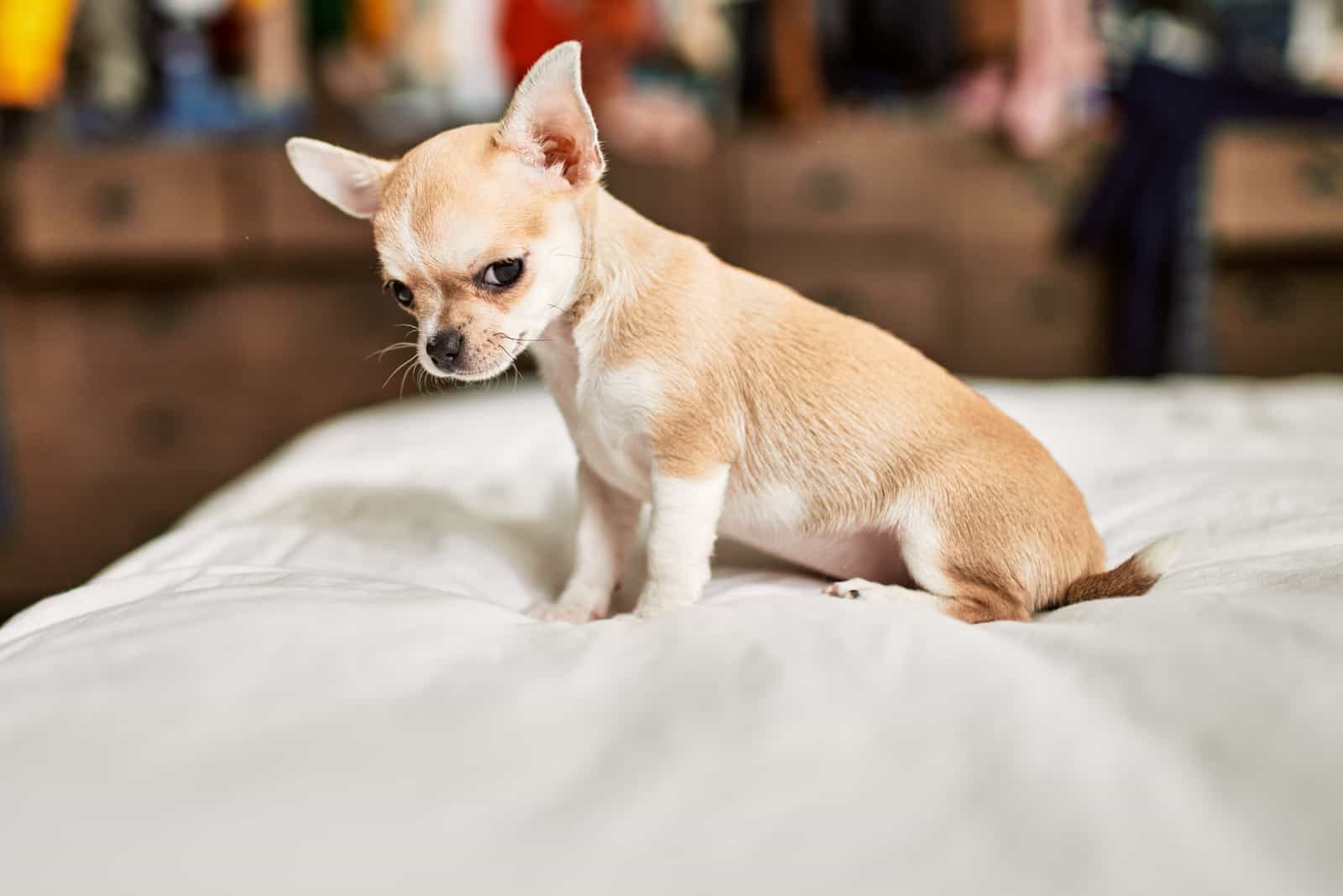 Chihuahua puppy sitting on pillow