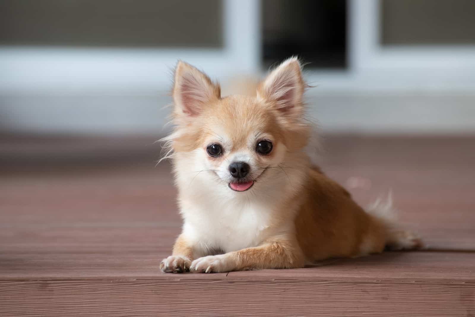 Chihuahua sitting on floor
