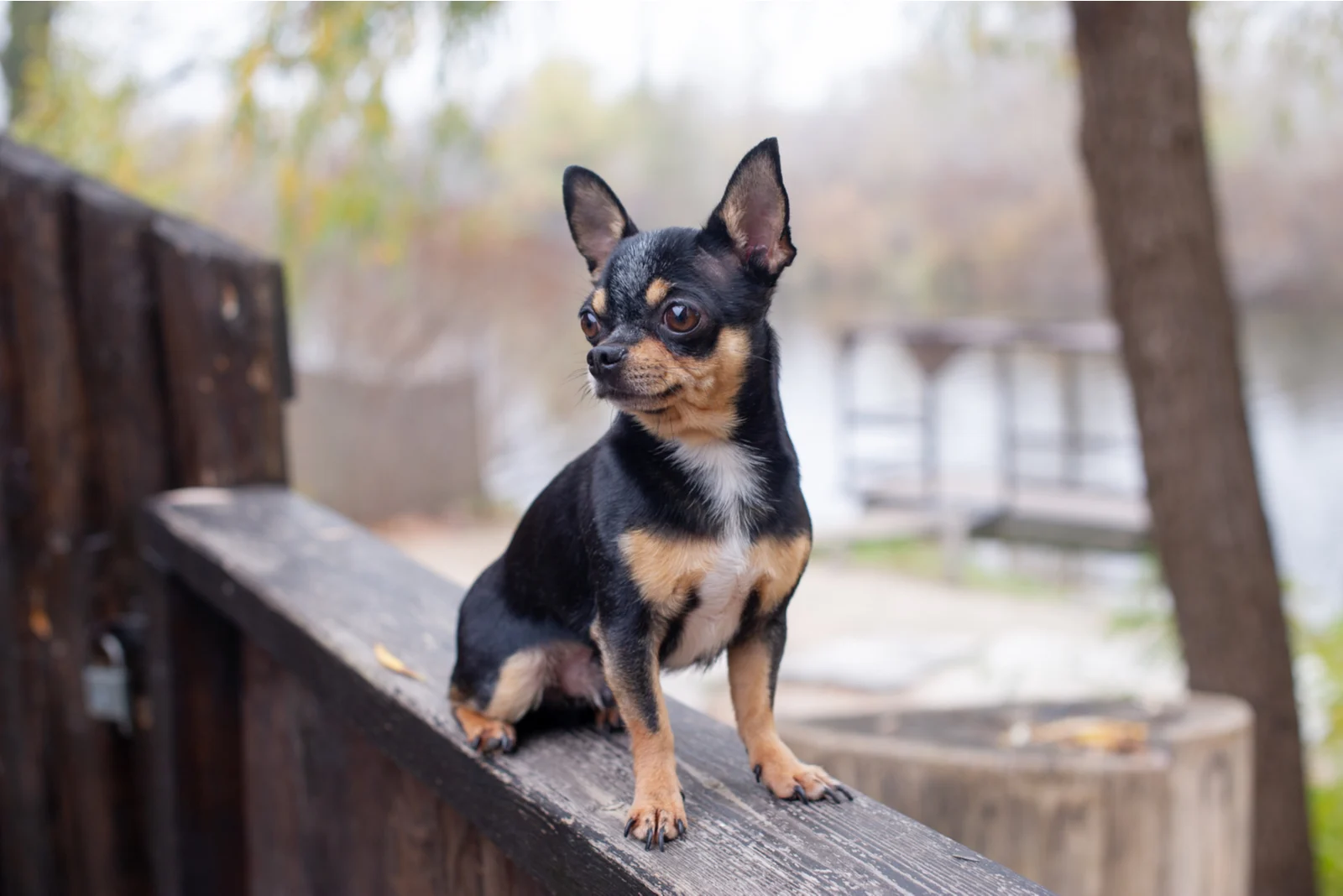 Chihuahua sitting outside