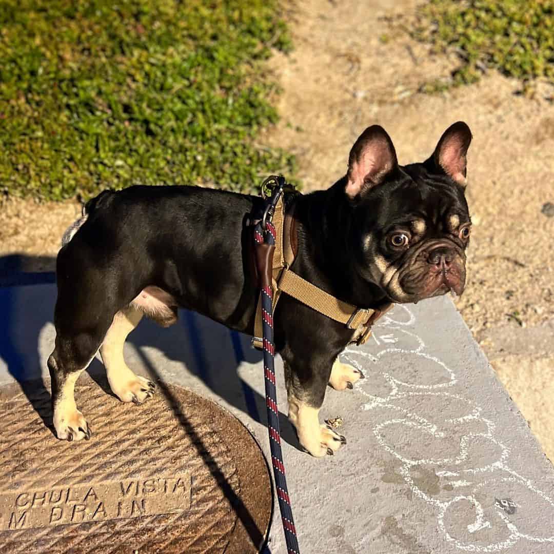 Chocolate French Bulldogs