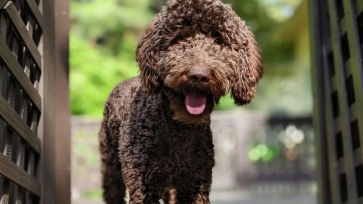 Chocolate Goldendoodle Takes All The Worries Away