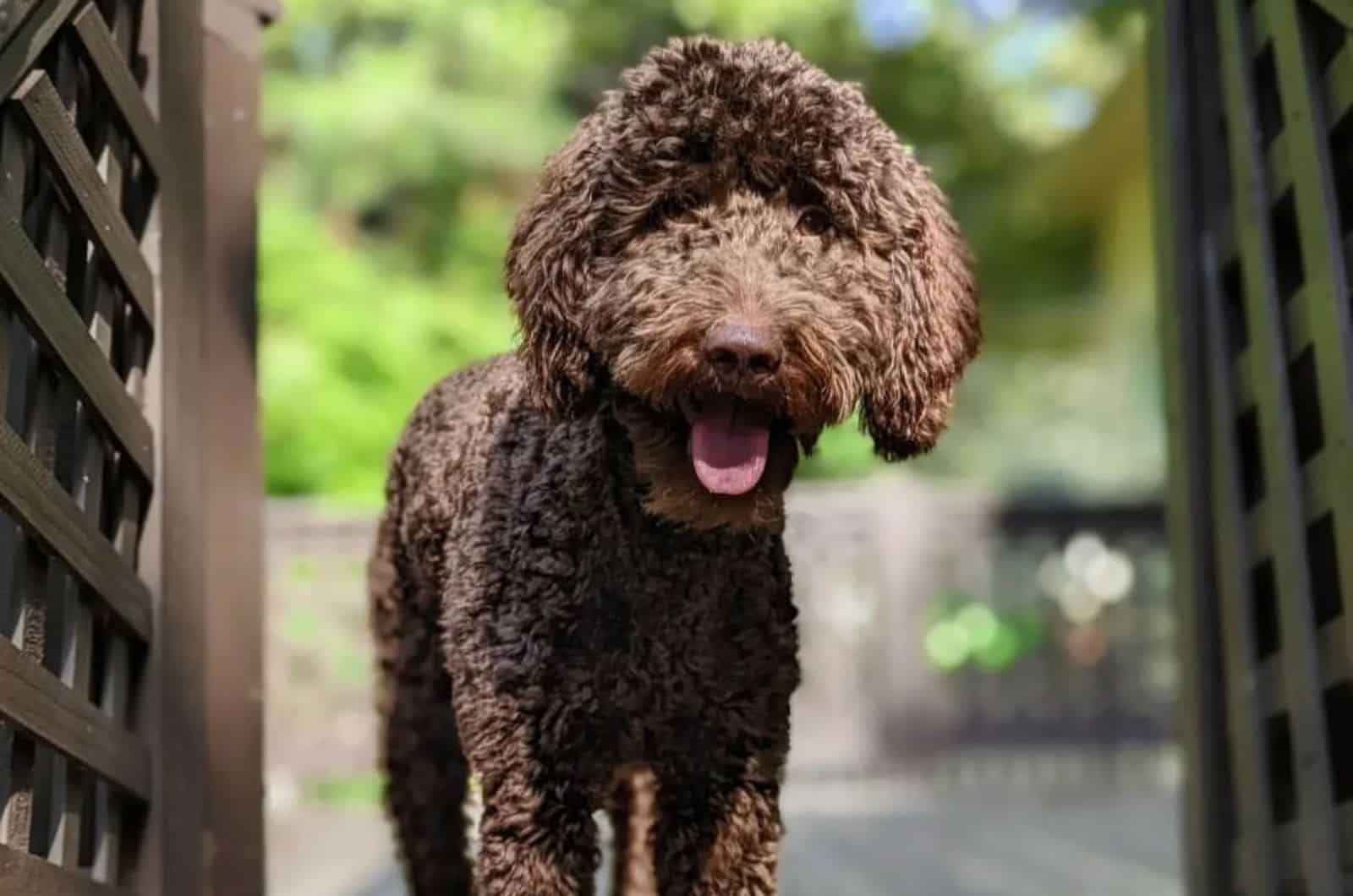 chocolate goldendoodle dog