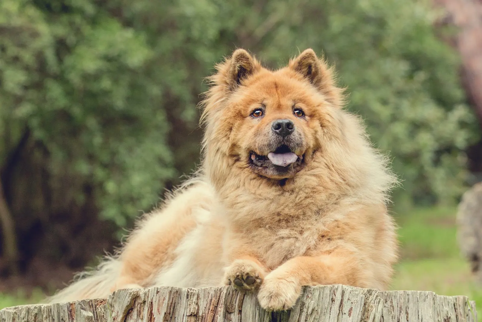 Chow Chow puppy lies on a tree