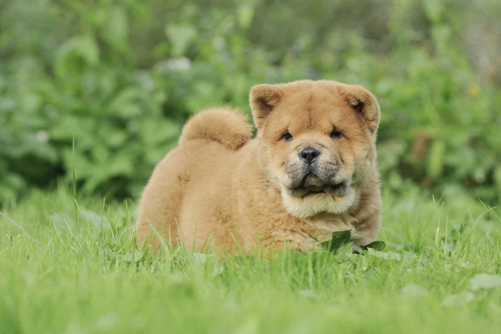 Chow Chow puppy lies on the grass