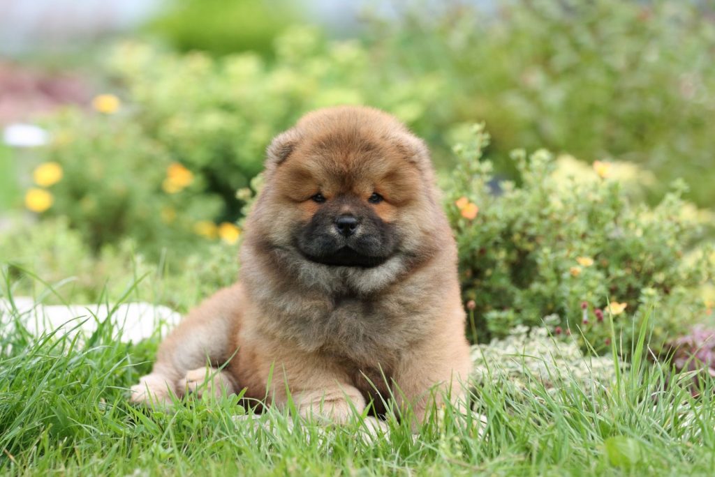 The 5 Best Chow Chow Breeders In The UK