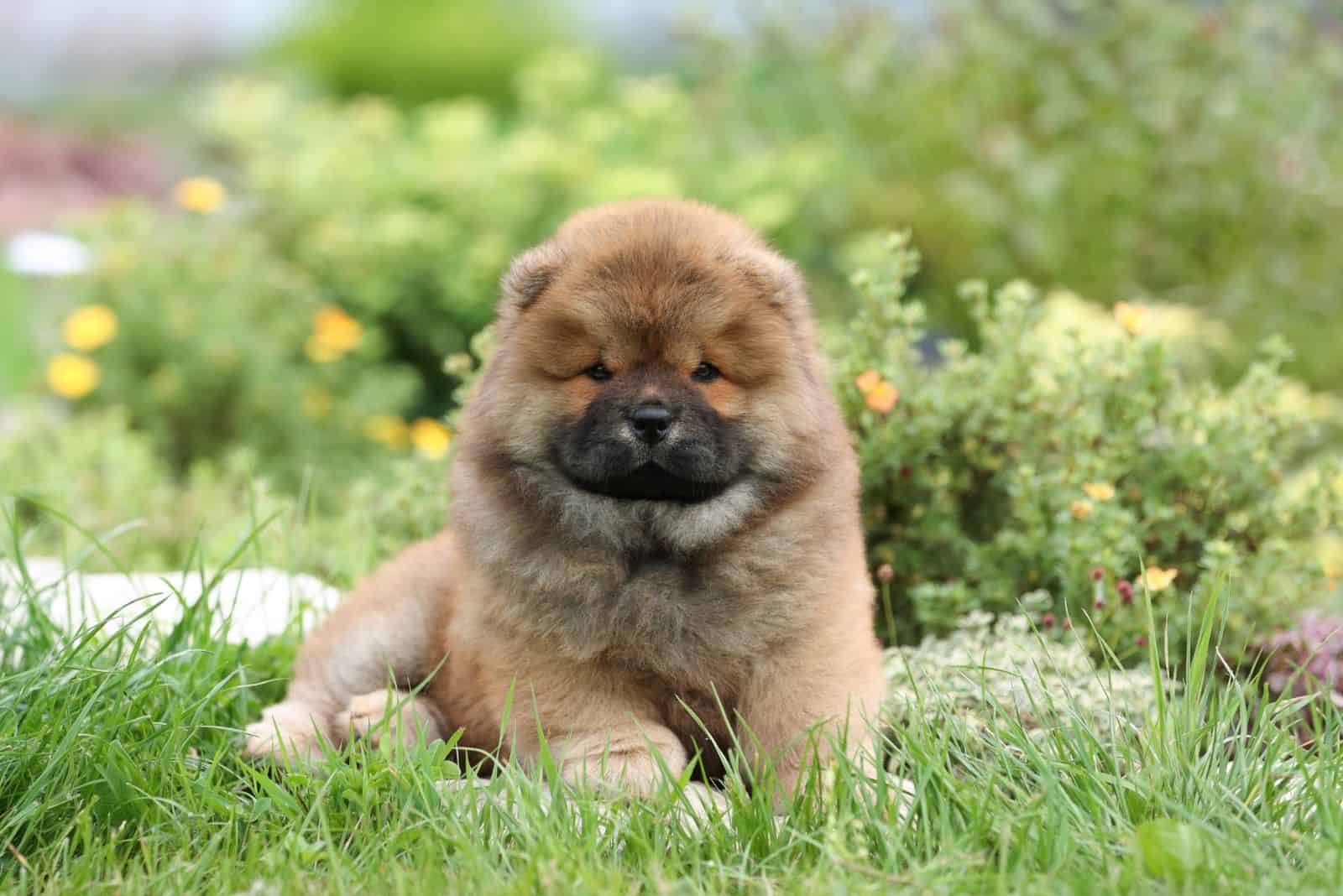 Chow Chow puppy sitting in the garden on the grass