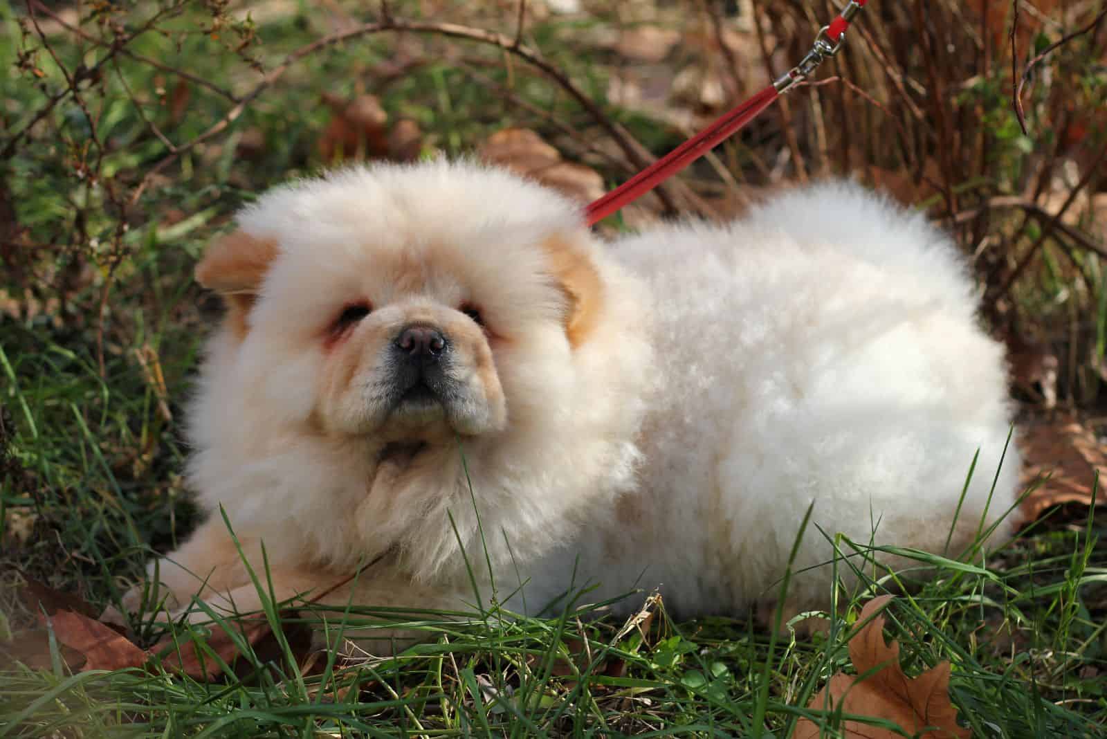 Chow Chow puppy sitting on the grass with a leash