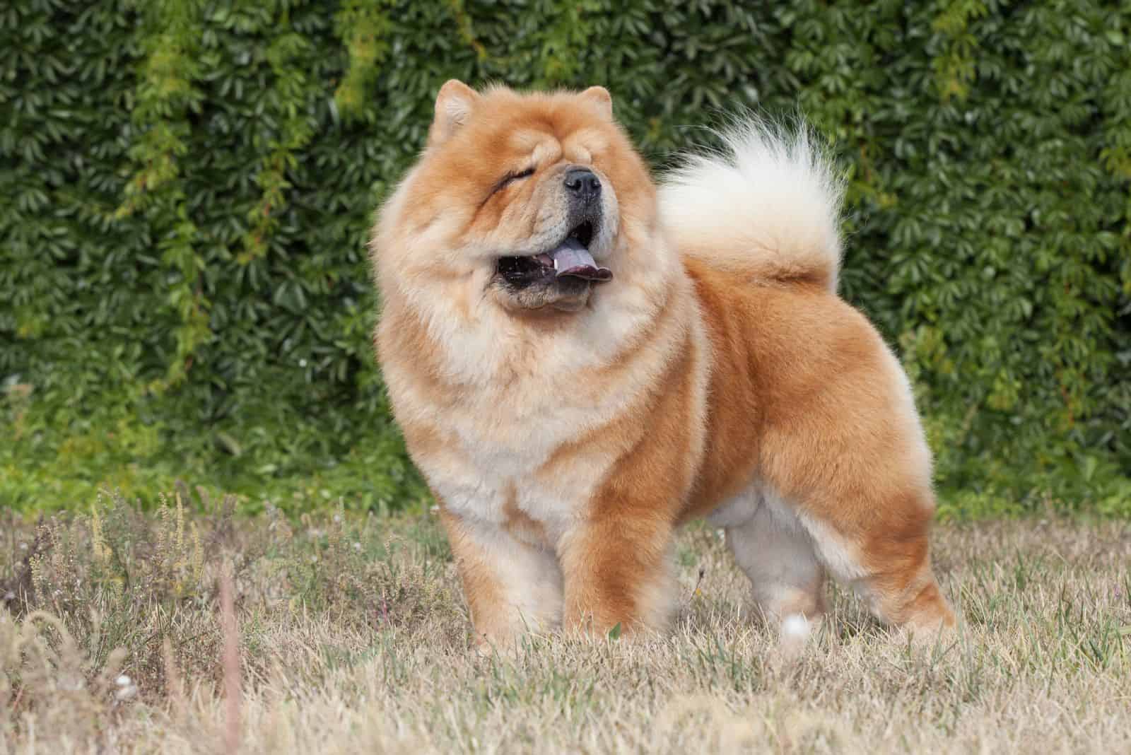 Chow Chow stands in the field with his tongue out