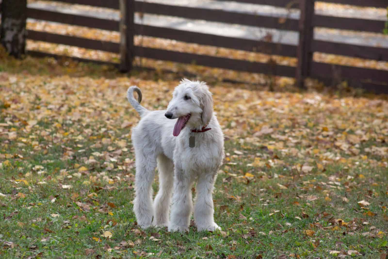 Cute afghan hound puppy is standing on a green grass