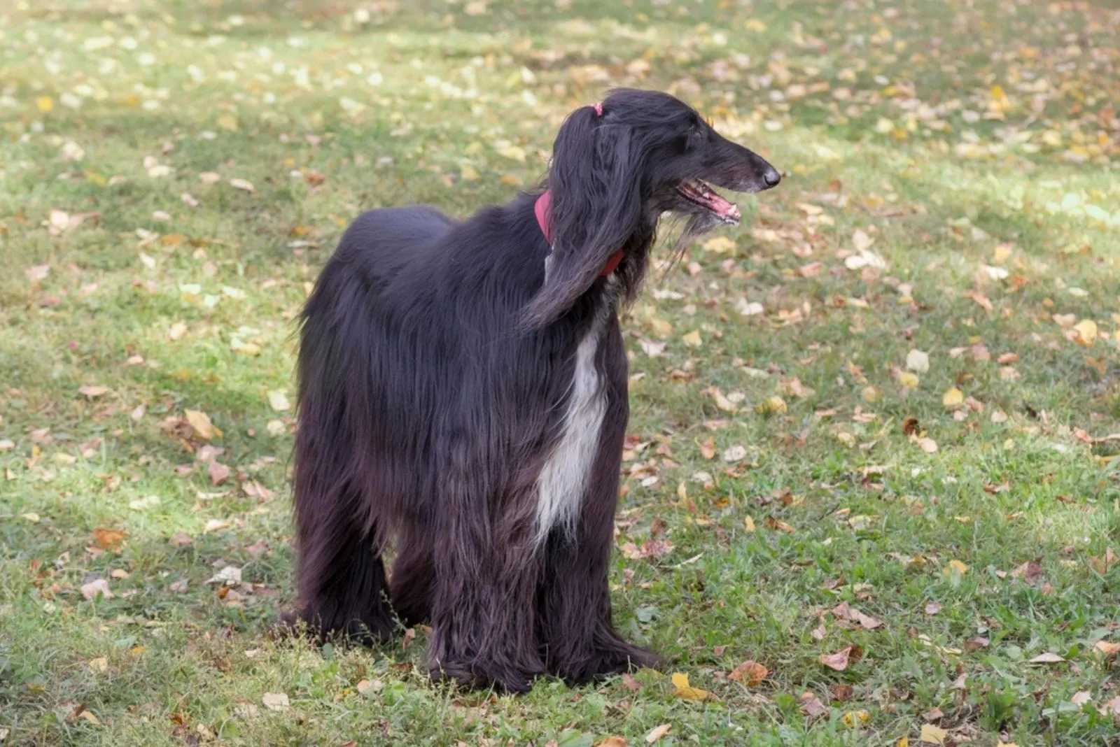 Cute black afghan hound is standing on a green grass in the autumn park