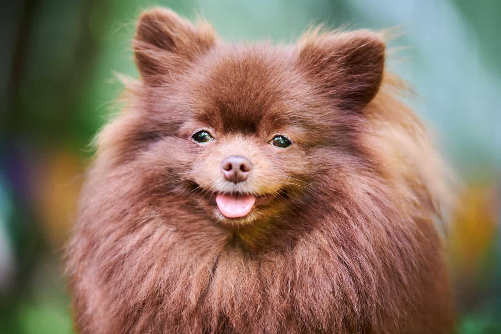 Cute brown pomeranian puppy on walk