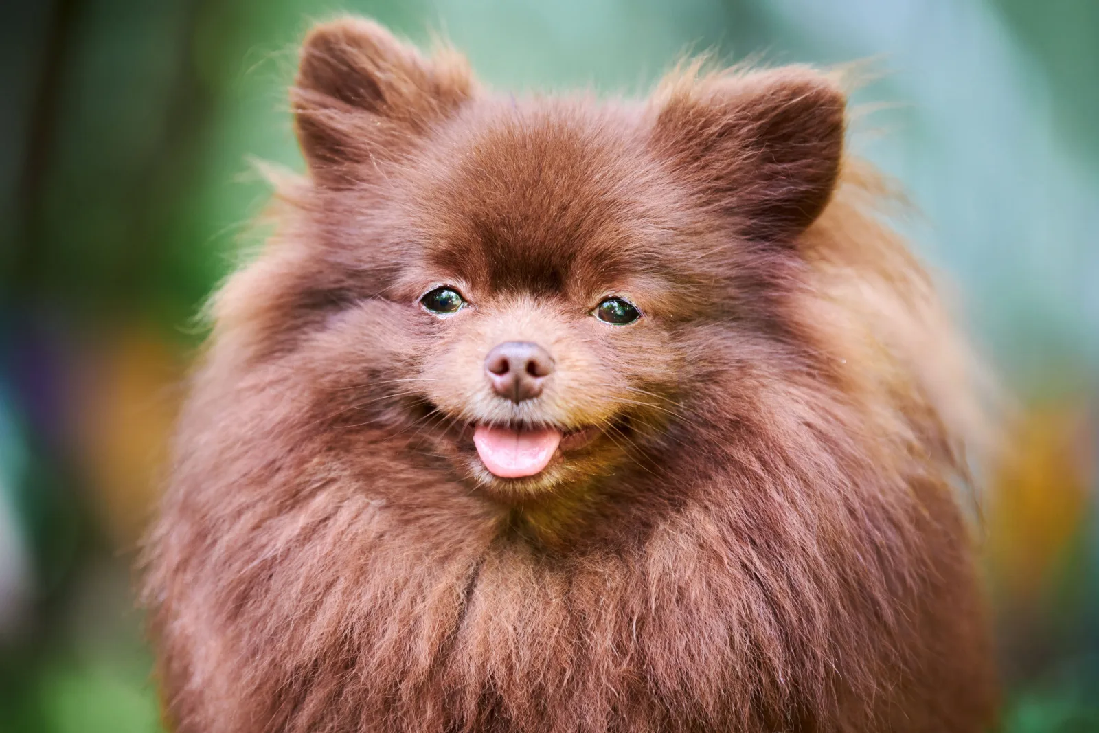 Cute brown pomeranian puppy on walk