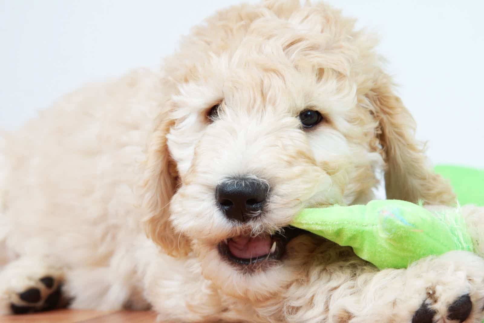 Cute puppy dog chewing a toy
