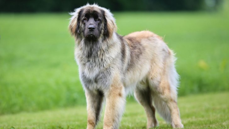 Detailed Leonberger Growth Chart For All Dog Lovers