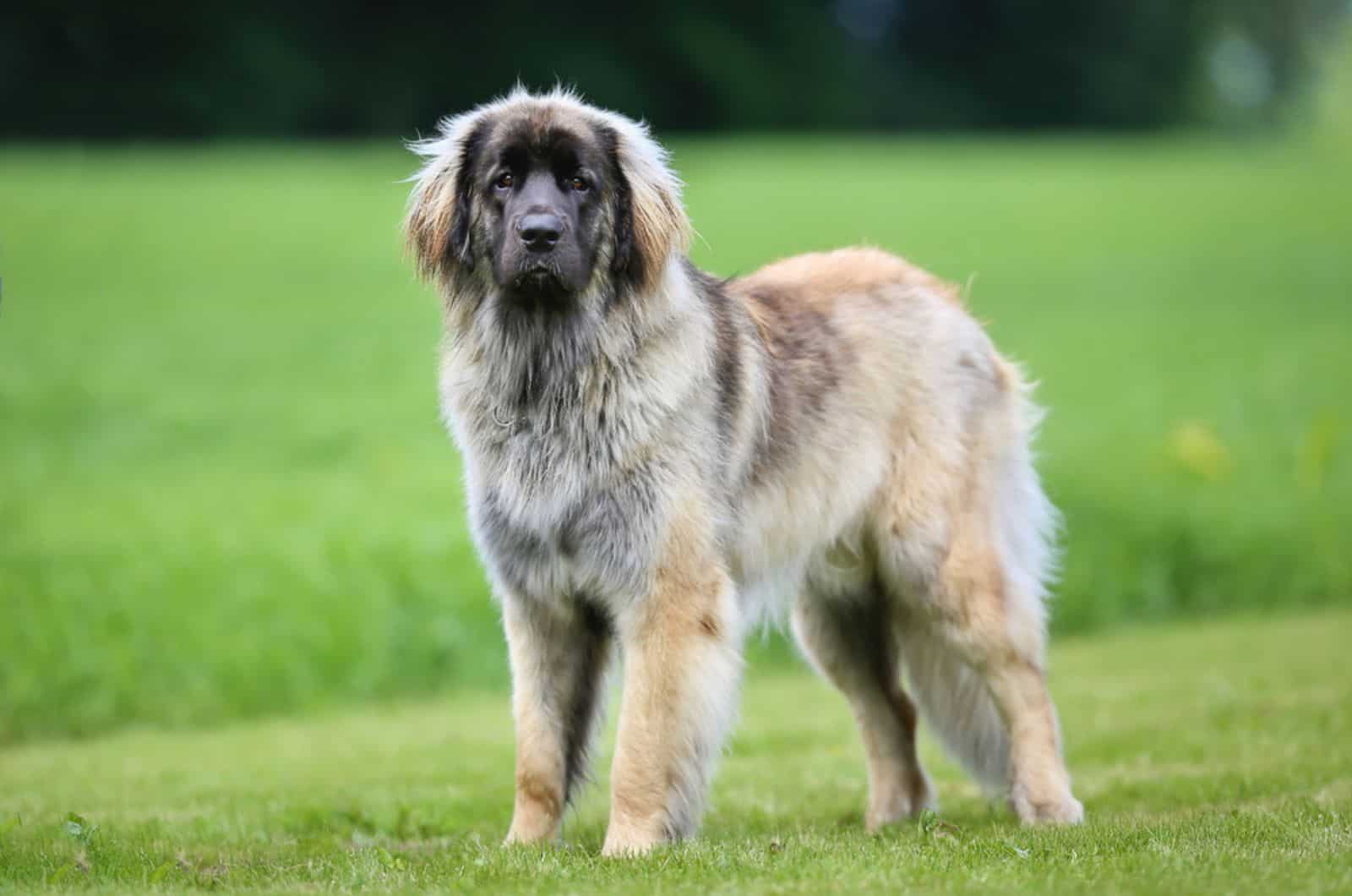leonberger dog standing on a lawn