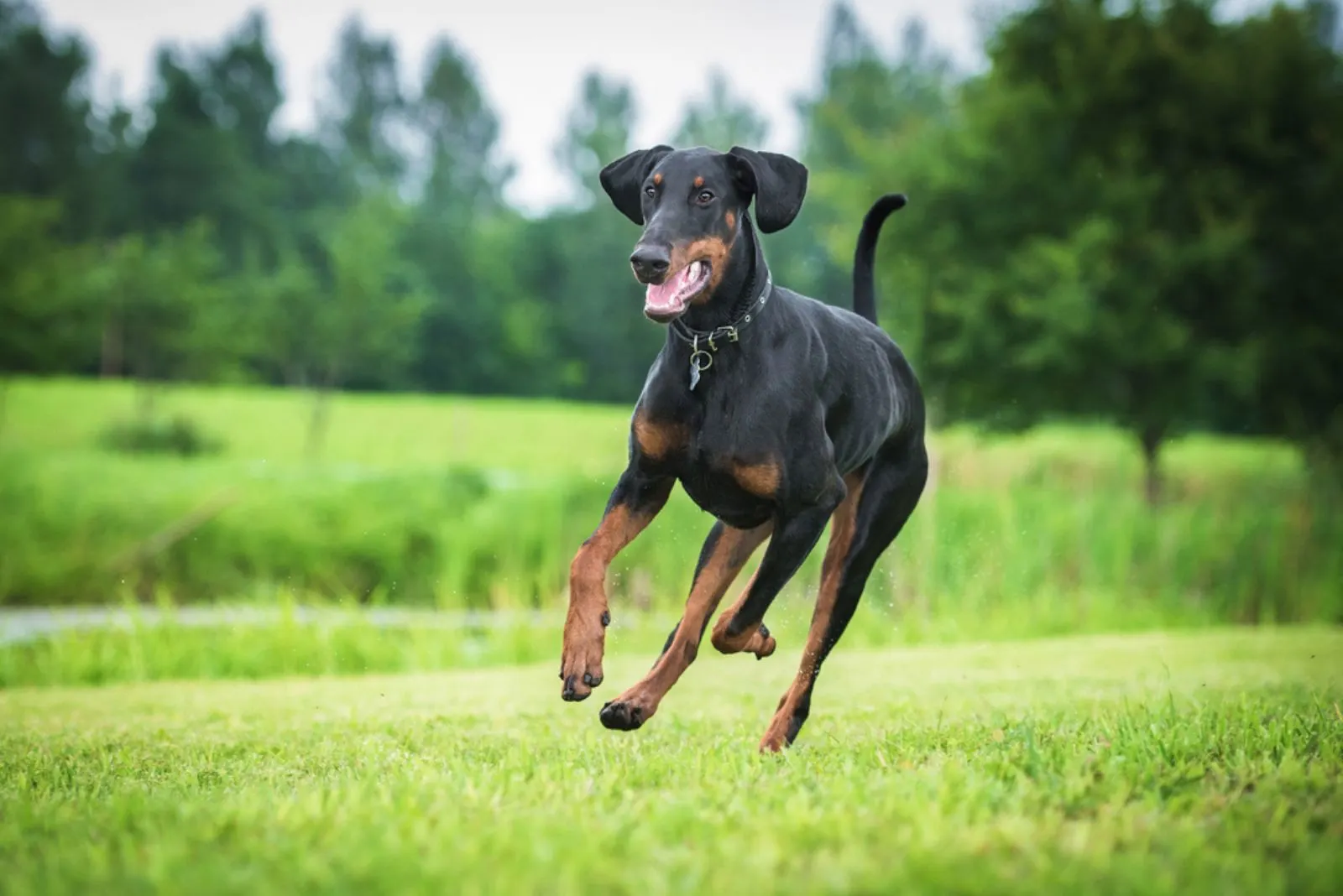 Doberman pinscher dog running