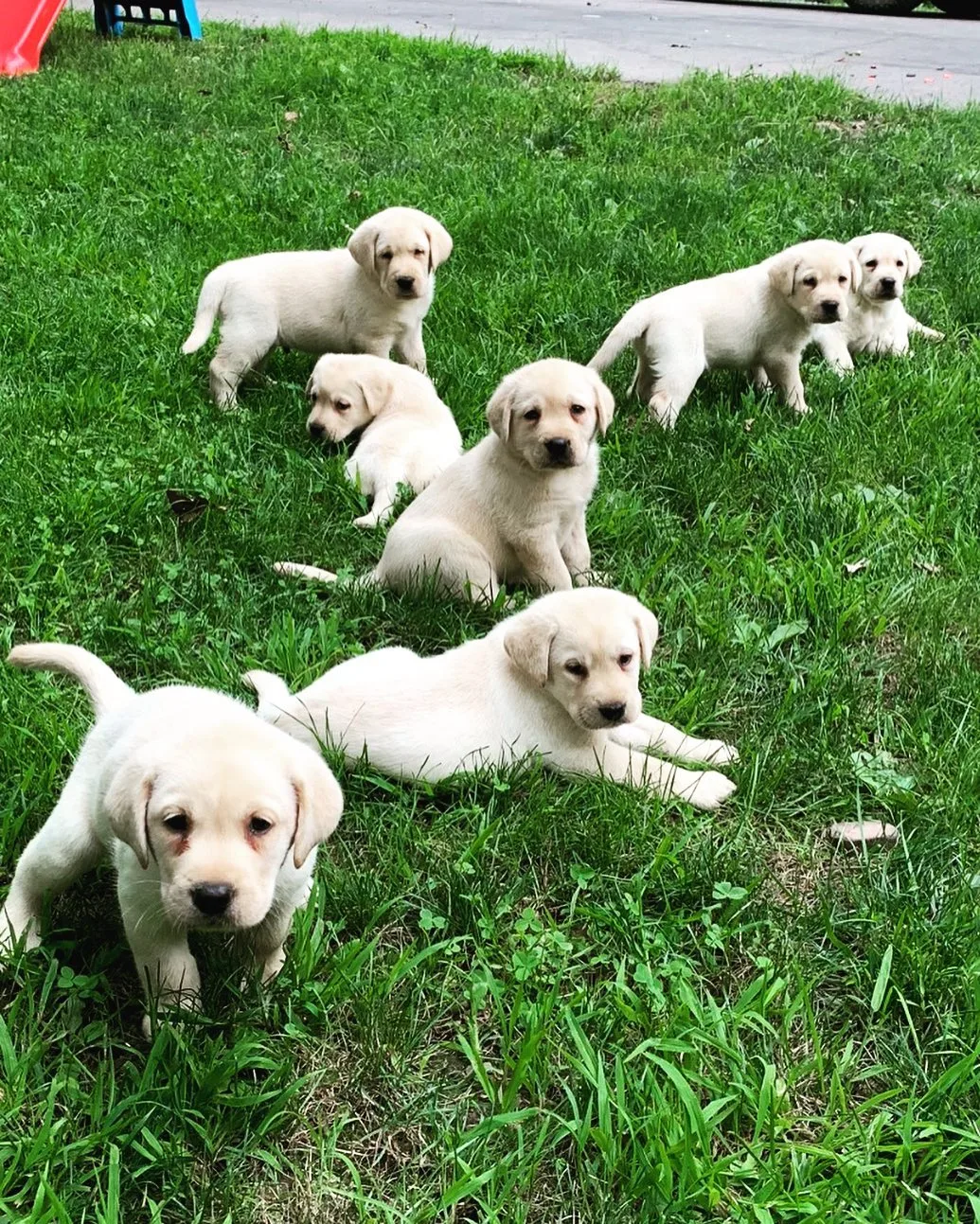English Labrador puppies sitting in a field