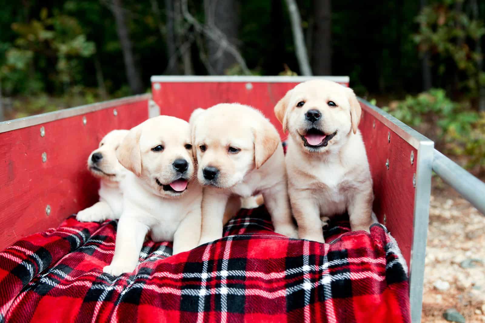English Labrador puppies sitting in a trailer