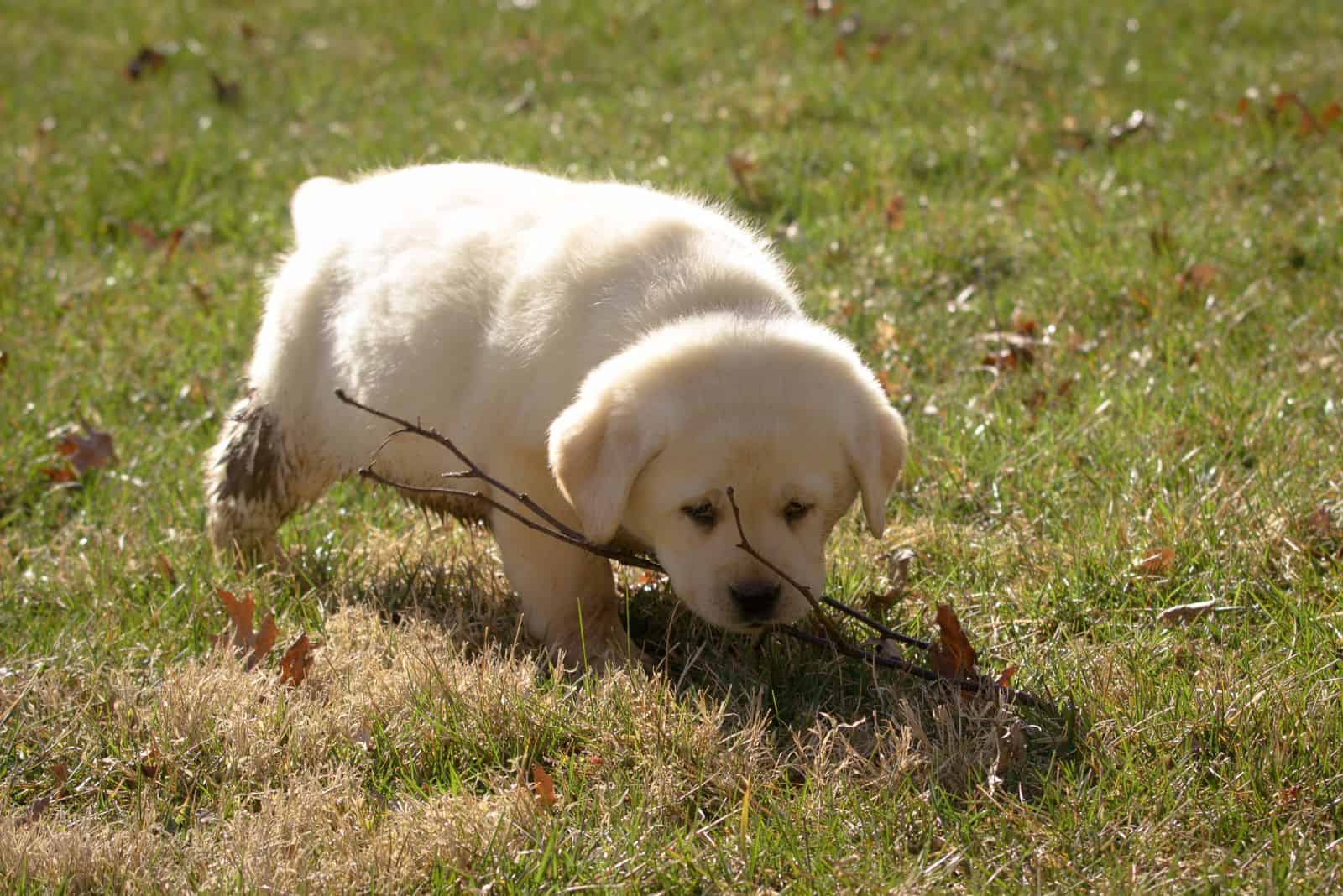 English Labrador puppy is playing in the garden