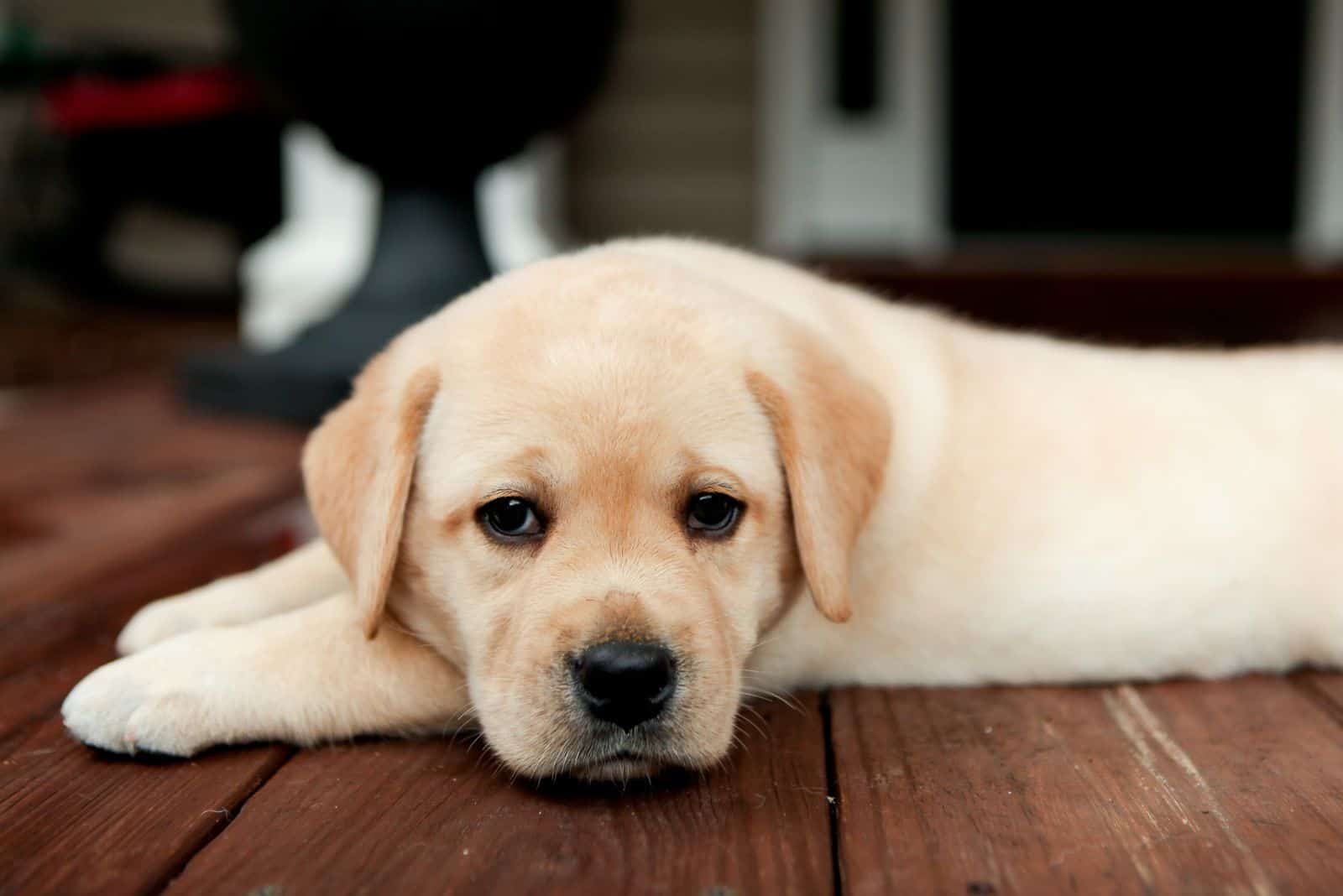 English Labrador puppy lying on the floor