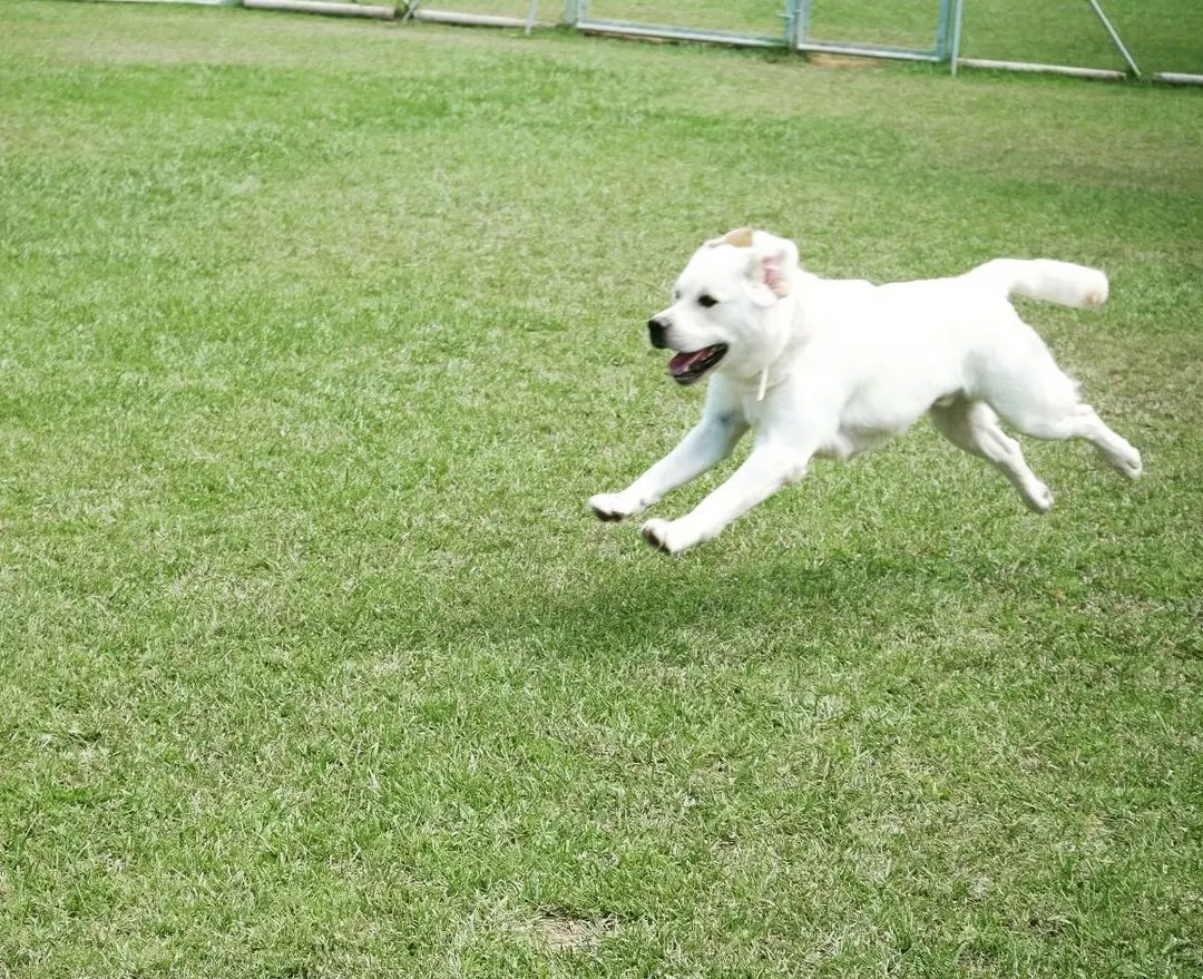 English Labrador puppy running in the field